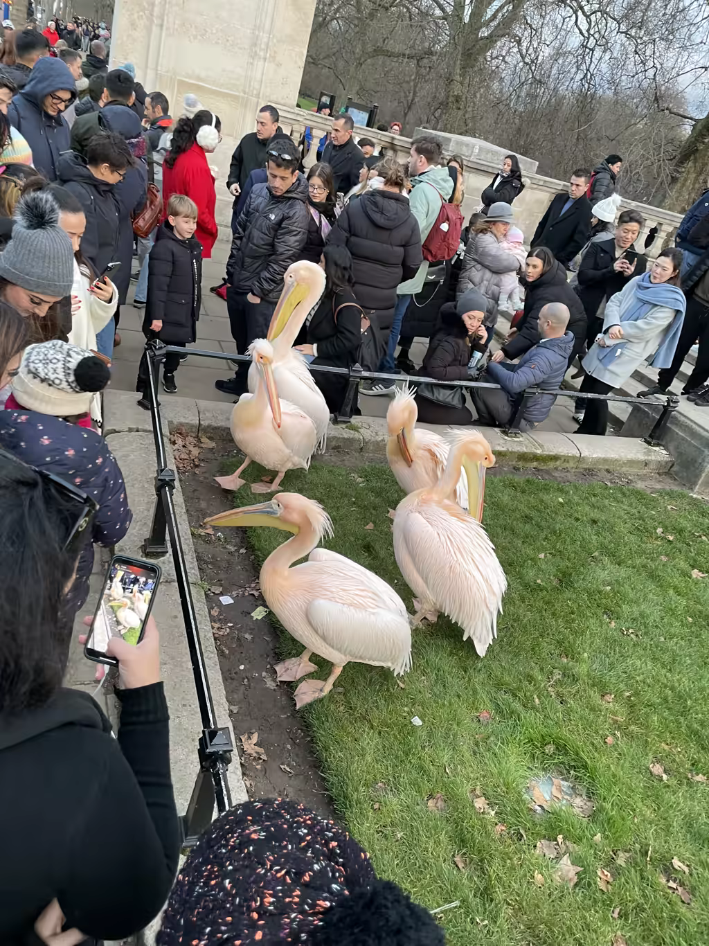 Watching the famous pelicans at St. James's Park is a highlight for kids visiting London.