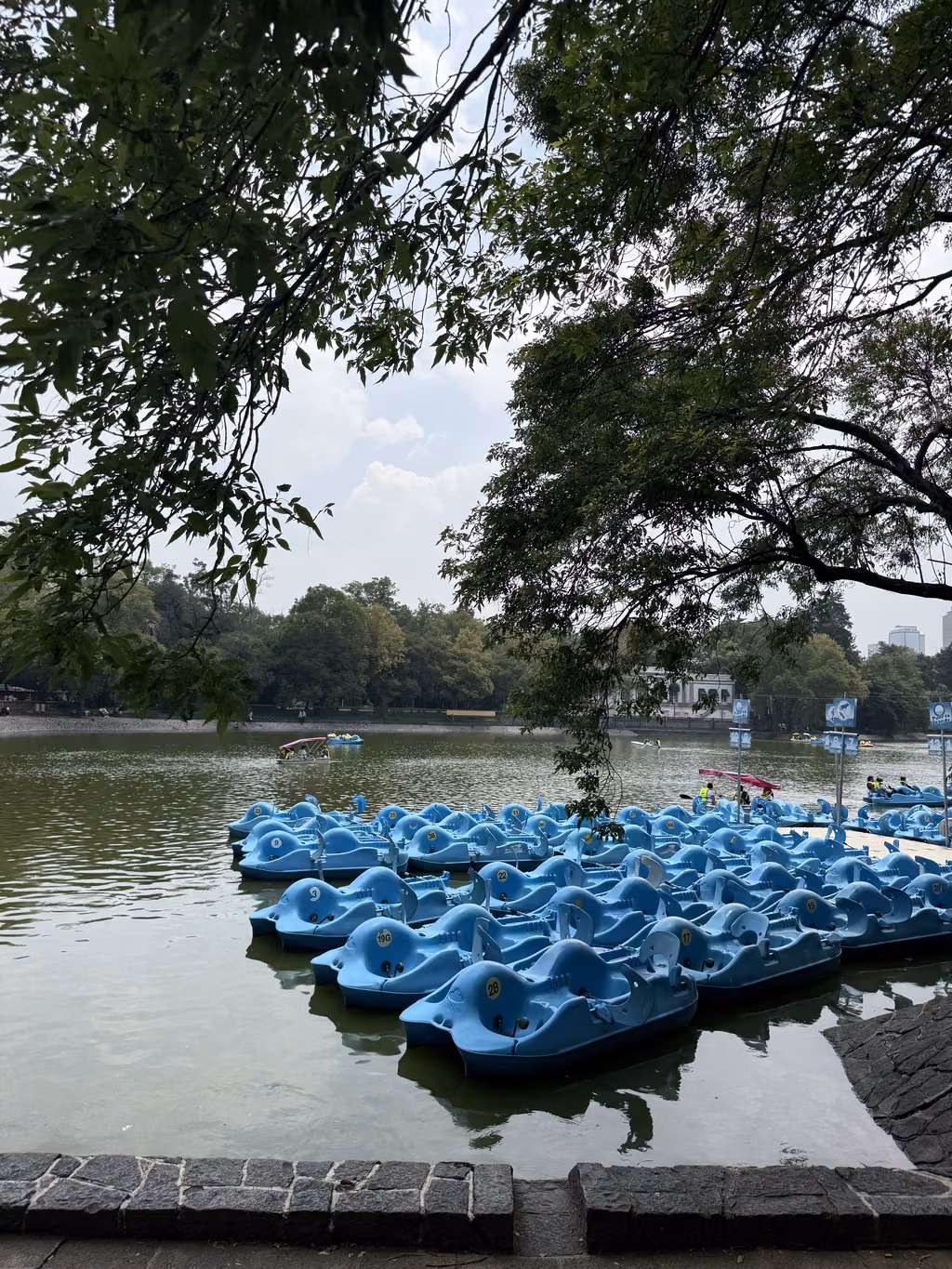 Blue pedal boats docked at the lake in Chapultepec Park, Mexico City.
