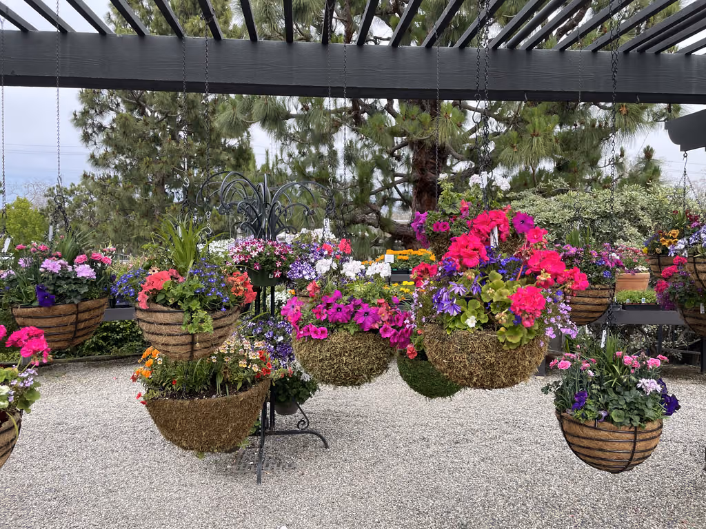 Multiple hanging flower baskets featuring pink, purple, and orange blooms at a nursery in Newport Beach, California.