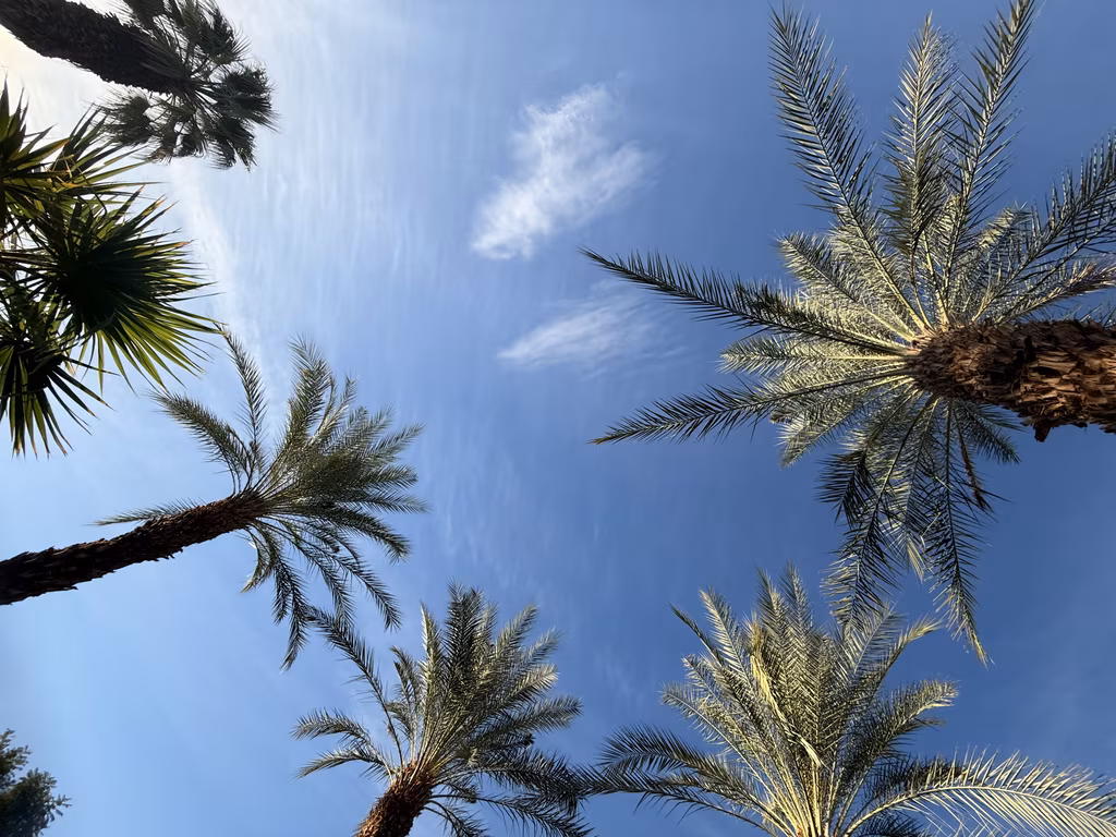 Looking up at tall palm trees against a clear blue sky in Palm Springs, California.