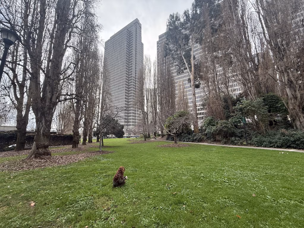 Woman sitting on the grass in Sue Bierman Park with San Francisco skyscrapers in the background.