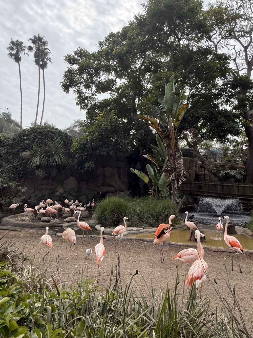 A flock of bright pink flamingos standing in their habitat at the Santa Barbara Zoo