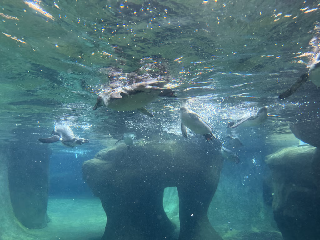 Watching penguins swim at the Santa Barbara Zoo is a highlight for traveling families visiting California.