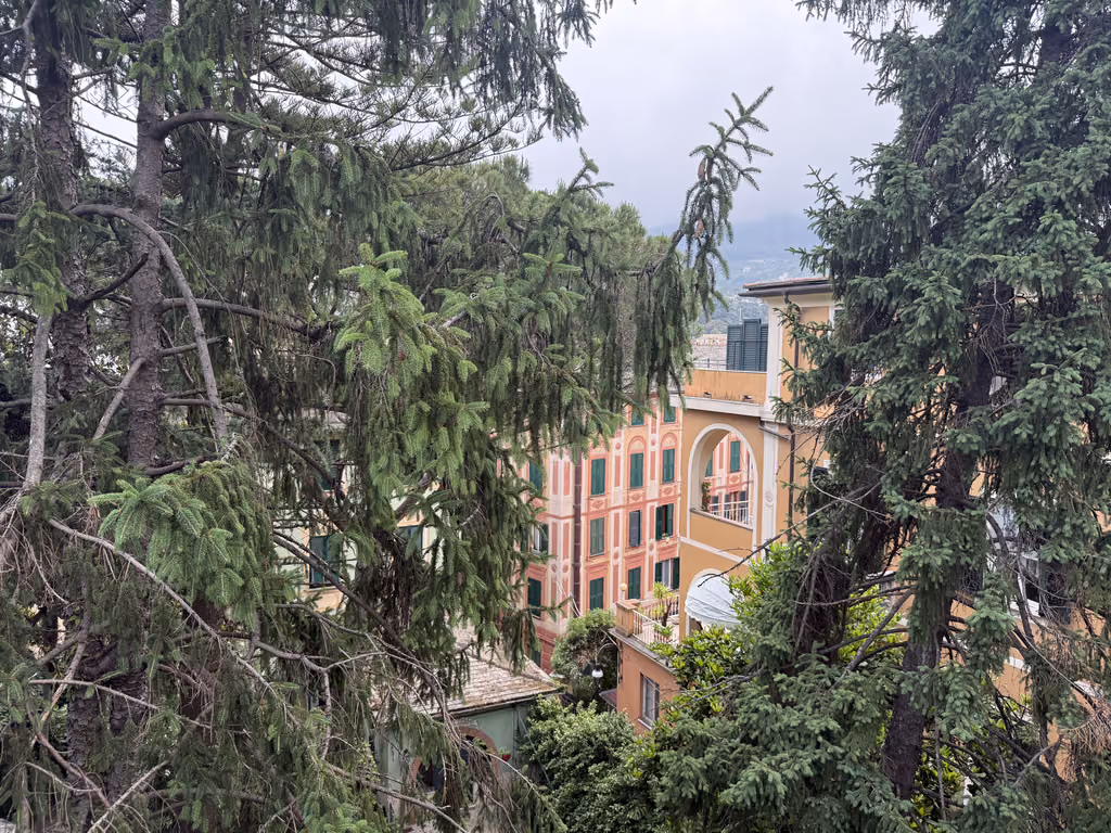 Pine trees framing colorful historic buildings in Santa Margherita Ligure, Italy.